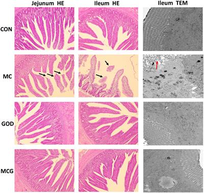 Effects of Glucose Oxidase Supplementation on the Growth Performance, Antioxidative and Inflammatory Status, Gut Function, and Microbiota Composition of Broilers Fed Moldy Corn